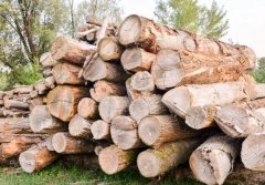 2021年上半年俄羅斯出口軟木量,一半是由中國(guó)進(jìn)口!